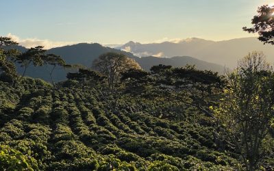 Discover the Rich World of Specialty Coffee in Panama