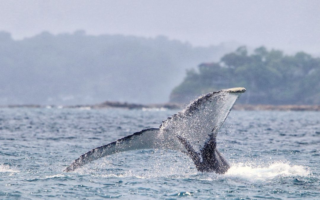 Explore the Pearl Islands: A Jewel of Panama